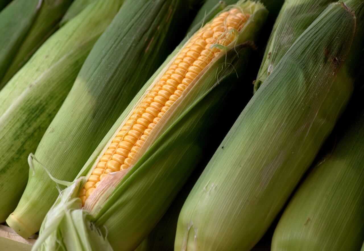 Corn Market Shows Mixed Results Ahead of Long Weekend
