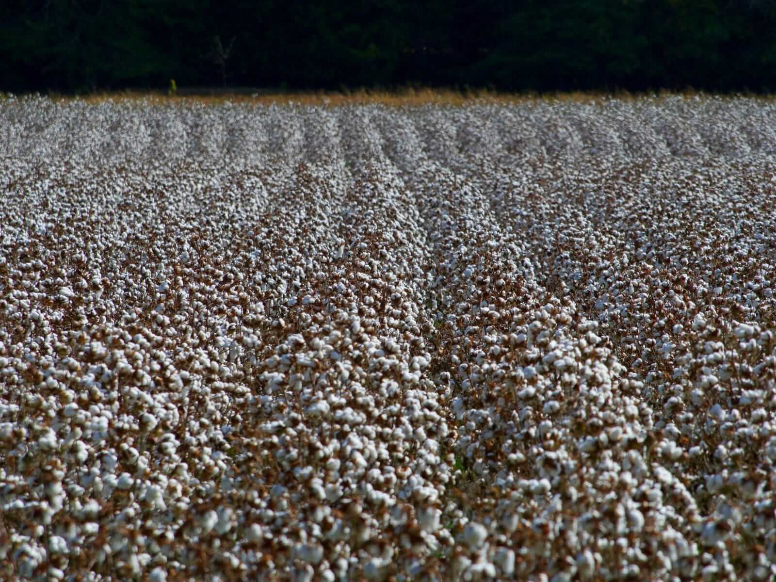 Cotton Prices Increase on Monday