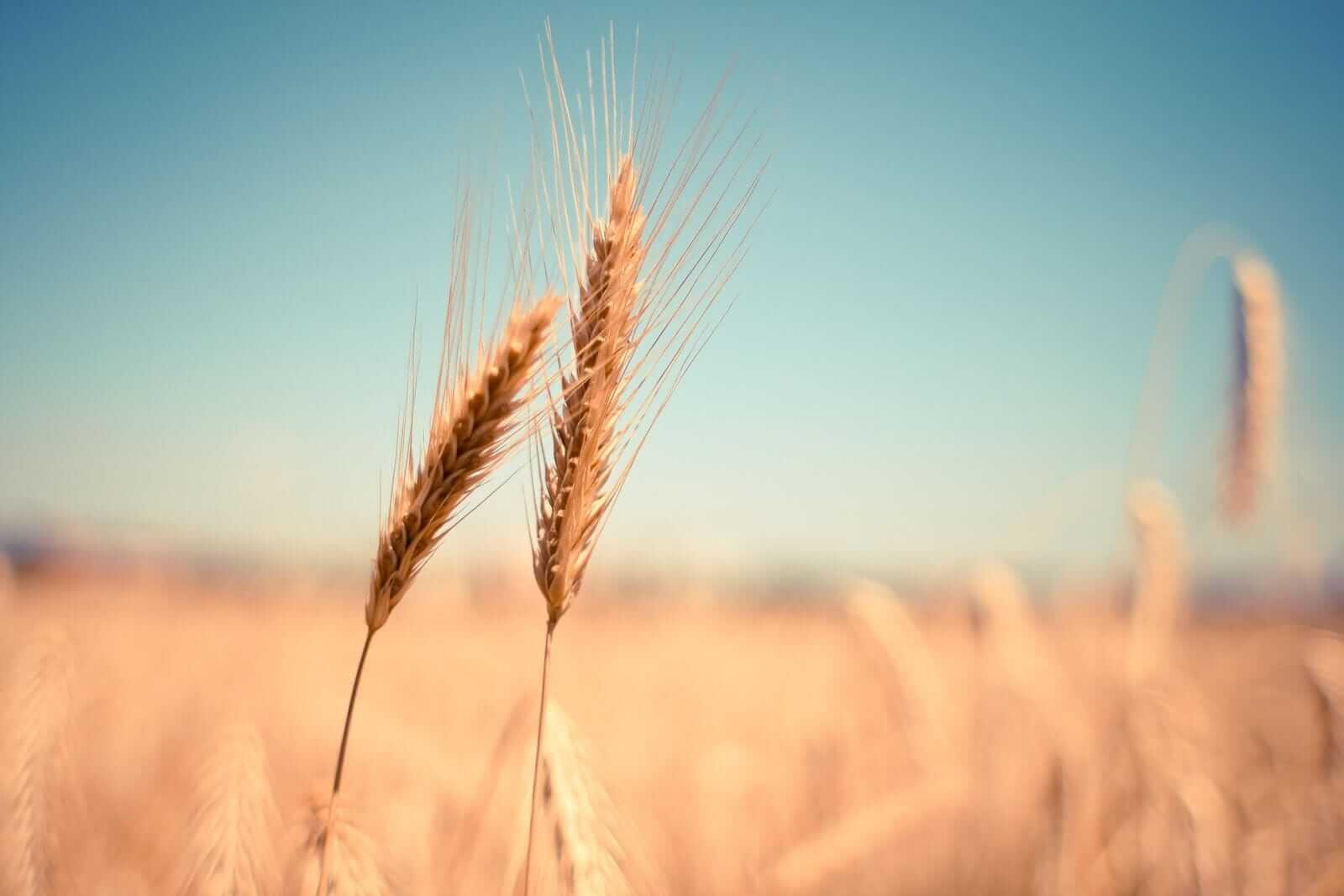 Wheat Prices Decline on Monday